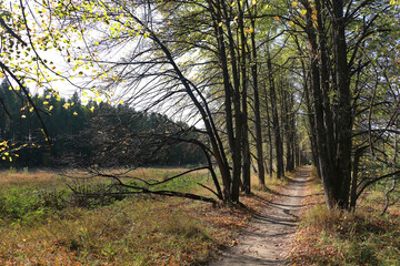 Fototapeta premium Alley of autumn trees, a path going into the distance among the trees, high straight trunks, horizontal