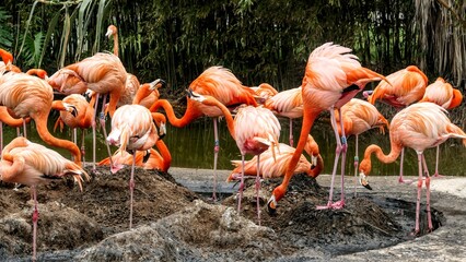 View of beautiful flamingos at Barcelona Zoo, Spain