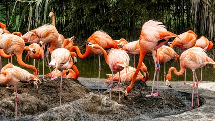 Fotobehang View of beautiful flamingos at Barcelona Zoo, Spain © Jörg Rausch/Wirestock Creators