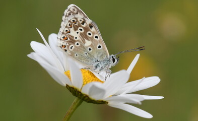 Chalkhill Blue butterfly resting on an Ox-eye daisy, Rough Bank, Gloucestershire