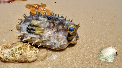 Closeup of a washed up puffer fish on the beach at Morro de Sao Paulo, Brazil © Jörg Rausch/Wirestock Creators