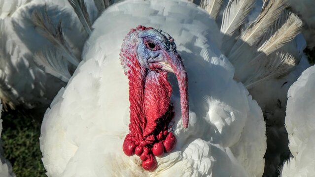 White Turkey White Turkey