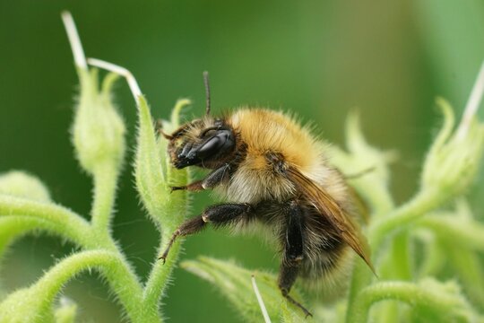 Closeup on a brown banded common bumblebee , Bombus pascuorum si
