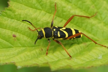 Closeup on a wasp mimicking longhorn beetle , Clytus arietis sit