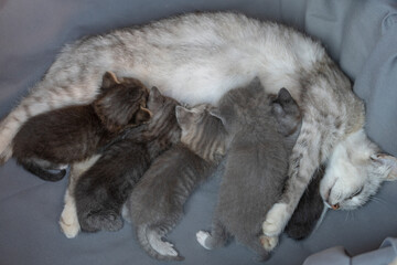 Mom cat next to kittens. Little newborn kittens with mother on the three week of life