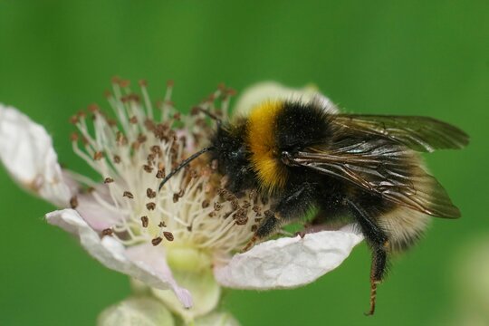 Closeup on a Forest cuckoo bumblebee , Bombus sylvestris, sitting on a white flower