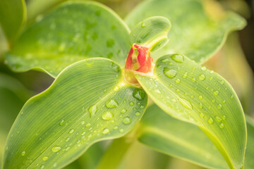 Drops of water on beautiful green leaves of nature