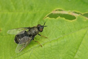 Detailed on a shy female black colonel sodier fly, Odontomyia ti