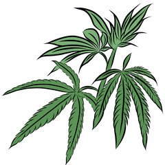 Marijuana leaves on white background,hand drawn,creative with illustration in flat design,decorative series for wallpaper.