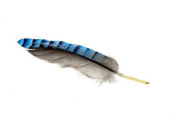 blue with black striped jay feather on white isolated background