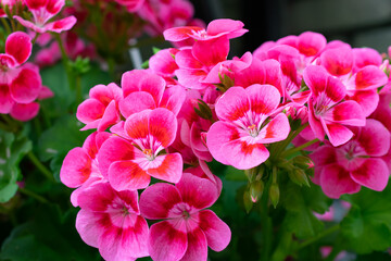 pink geranium flowers on a background of green leaves