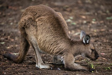Close-up shot of a wallaby tilting on the ground.