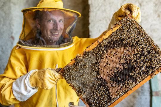Beekeeper working to collect honey, smiling man holding honeycomb, Beekeeping concept