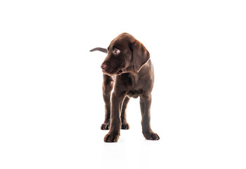 2 months old Labrador Retriever dog on white background