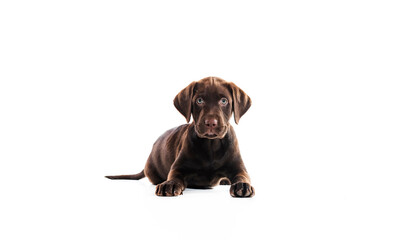 2 months old Labrador Retriever dog on white background