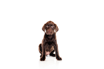 2 months old Labrador Retriever dog on white background