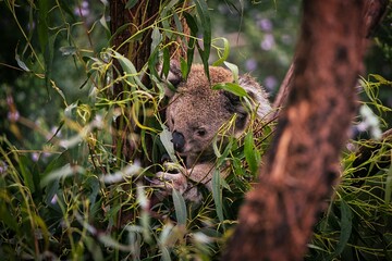Close-up shot of a koala holding on to a branch.