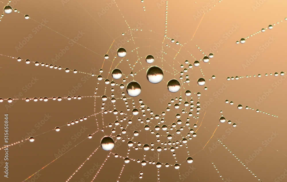 Wall mural dew drops on a spiders web at dawn (indra's net), somerset