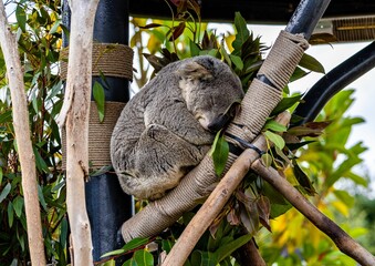 Closeup of an adorable koala sitting on a branch with closed eyes in a tree at the zoo © Jeffrey Barr/Wirestock Creators