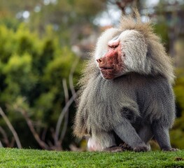 Closeup of a fluffy Hamadryas Baboon (Papio hamadryas) gazing on a hill on the grass at the zoo
