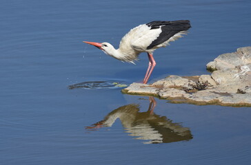 White strok drinking in Badajoz, Spain