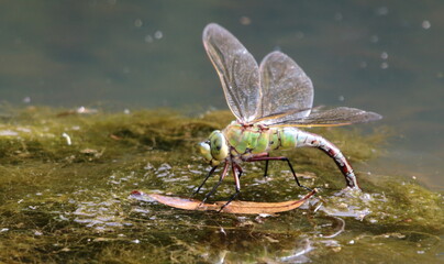 anax parthenope  dragonfly