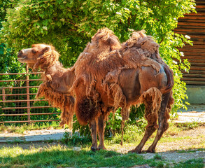 Shedding of a two-humped camel. Zoo in Bojnice, Slovakia.