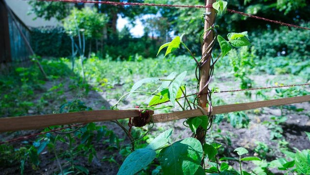 Closeup shot of a climbing plant on the fence near an old house in Raszyn, Poland