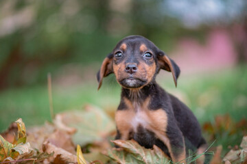 Close-up portrait of a small thoroughbred puppy in autumn.
