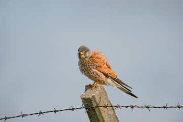 Common Kestrel (Falco tinnunculus) perched on a concrete pole