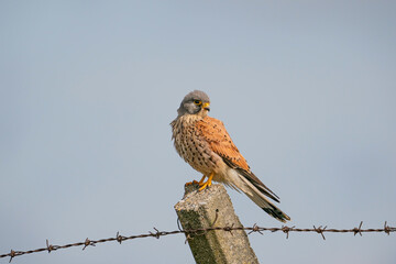Common Kestrel (Falco tinnunculus) perched on a concrete pole