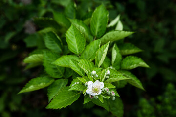 white blackberry flower petals and leaves