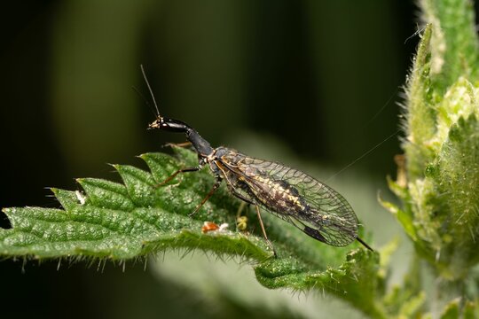 Macro shot of snakefly sitting on a leaf in the blurry background.