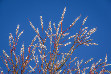 Top of pussy willow branches with white flowers against clear bright blue sky on sunny spring day
