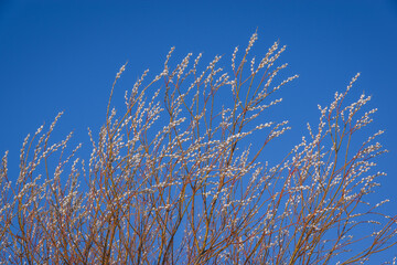 Top of pussy willow branches with white flowers against clear bright blue sky on sunny spring day