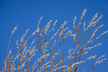 Top of pussy willow branches with white flowers against clear bright blue sky on sunny spring day