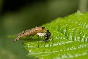 Macro shot of a scorpion fly eating another insect on a leaf in the blurry background.