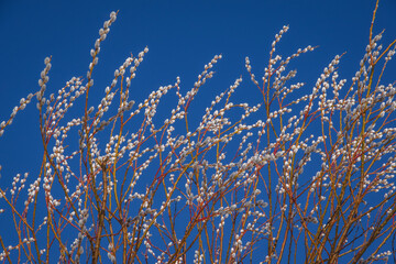 Top of pussy willow branches with white flowers against clear bright blue sky on sunny spring day