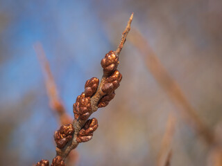 Closeup of branch of sea buckthorn with buds on bright sunny spring day