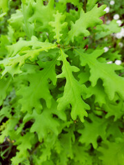 Fototapeta na wymiar Oak tree young leaves, natural texture, greenery.
