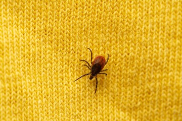 dangerous bloodsucker tick on human clothes waiting for victim