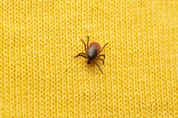 dangerous bloodsucker tick on human clothes waiting for victim