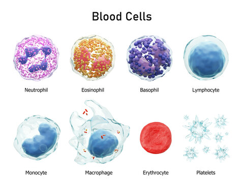 Blood cells series . Neutrophils Eosinophils Basophils Lymphocytes Monocytes Macrophages Erythrocytes and Platelets . Transparent material design . Isolated white background . 3D render .
