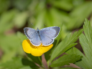 closeup of holly blue (Celastrina argiolus) butterfly on yellow flower of yellow anemone