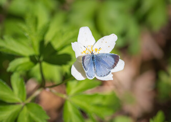 closeup of holly blue (Celastrina argiolus) butterfly on white flower of wood anemone (Anemone nemorosa)
