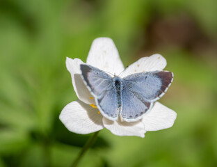 closeup of holly blue (Celastrina argiolus) butterfly on white flower of wood anemone (Anemone nemorosa)