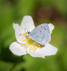 closeup of holly blue (Celastrina argiolus) butterfly on white flower of wood anemone (Anemone nemorosa)