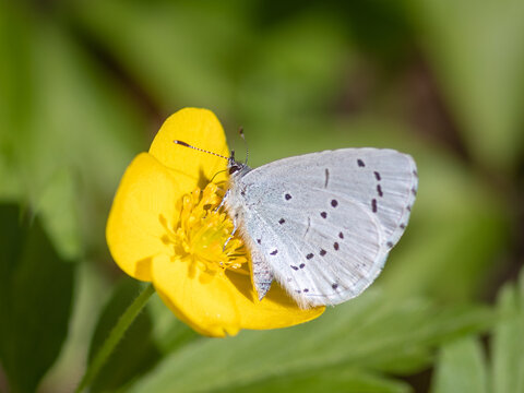 
closeup of holly blue (Celastrina argiolus) butterfly on yellow flower of yellow anemone
