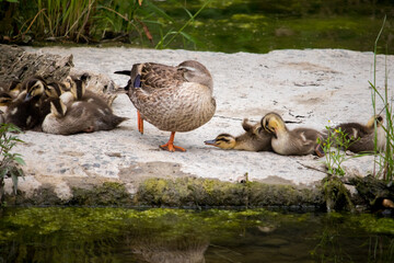 A family of spot billed ducks that live in the swamp. Mom duck and young ducklings resting by the water.
