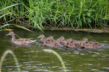 Mom mallard duck and eight ducklings swimming in the river on a cloudy day.
